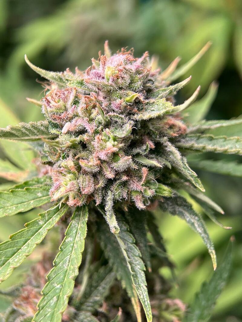 Sour Bluez genetics, Фасовка: 5+2